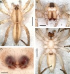 Arachosia avalosi
