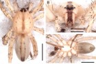 Arachosia kapiipeoi