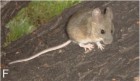 Phyllotis xanthopygus