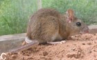 Graomys chacoensis