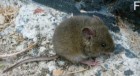 Abrothrix olivacea