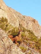 Hippocamelus bisulcus