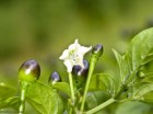 Capsicum baccatum
