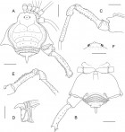 Acrographinotus calilegua