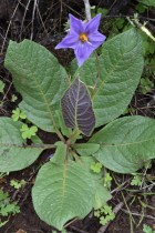 Solanum boliviense