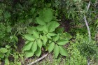 Solanum vernei