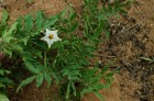 Solanum brevicaule