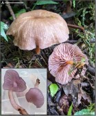 Clitocybe cedrelae