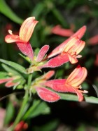 Dicliptera squarrosa