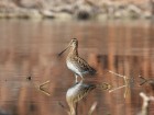 Gallinago paraguaiae