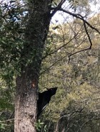 Campephilus magellanicus