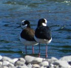 Himantopus mexicanus