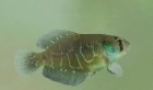 Austrolebias bellottii