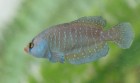 Austrolebias bellottii