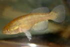 Titanolebias elongatus