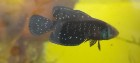 Argolebias nigripinnis