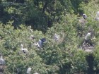 Ardea cocoi