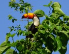 Ramphastos toco