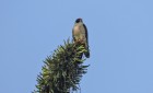 Falco peregrinus
