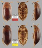 Prionohydrus cambyreta