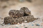 Bothrops neuwiedi