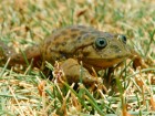 Telmatobius atacamensis