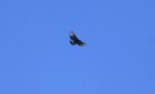 Spizaetus isidori