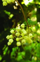 Boquila trifoliolata