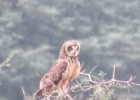 Asio flammeus