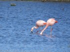 Phoenicopterus chilensis