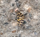 Pantherodes pardalaria