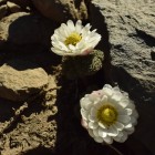 Callianthemoides semiverticillata