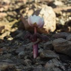 Callianthemoides semiverticillata