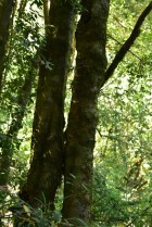 Lomatia dentata