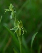Habenaria paucifolia