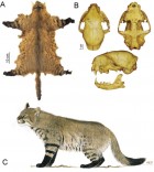 Leopardus braccatus