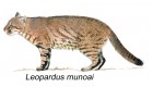 Leopardus fasciatus