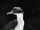 Phalacrocorax atriceps