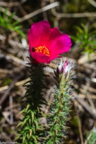 Portulaca eruca