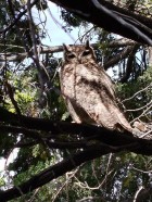 Bubo magellanicus
