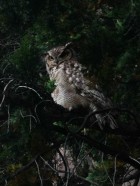 Bubo magellanicus