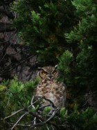 Bubo magellanicus