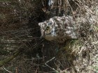 Bubo magellanicus