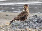 Caracara plancus