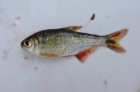 Astyanax lineatus