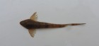Loricaria holmbergi