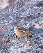 Cinclodes albiventris