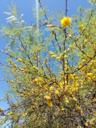 Vachellia caven