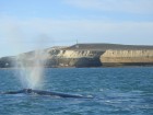 Eubalaena australis