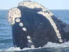 Eubalaena australis